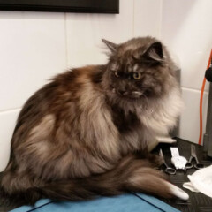 Maine Coon