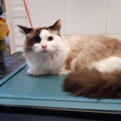 Ragdoll