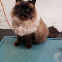 Ragdoll