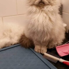 Selkirk Rex